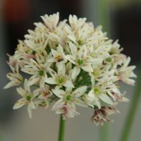 Allium ramosum Photo: Nijssen